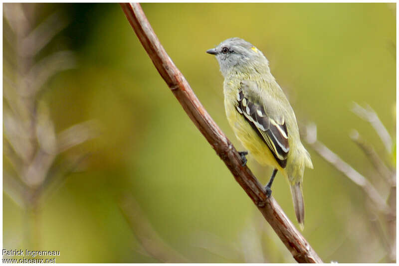 Yellow-crowned Tyrannuletadult, identification