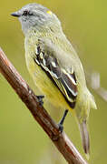 Yellow-crowned Tyrannulet