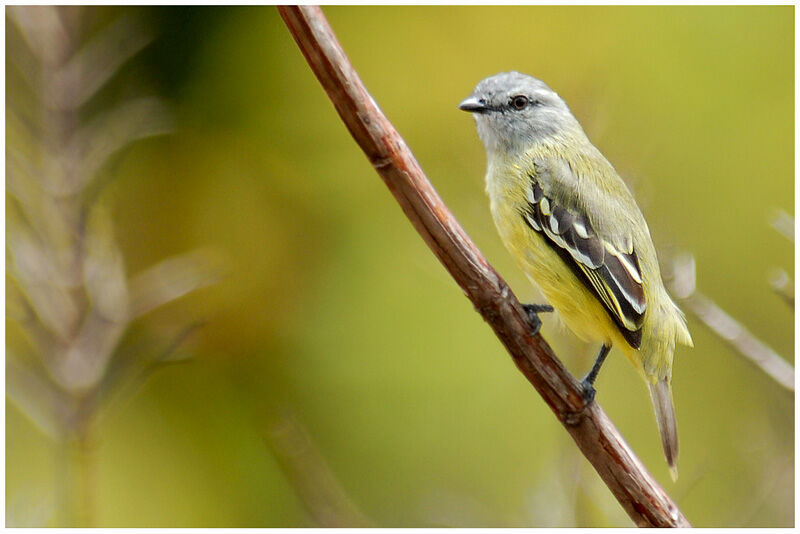 Yellow-crowned Tyrannuletadult