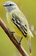 Yellow-crowned Tyrannulet