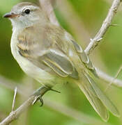 Southern Mouse-colored Tyrannulet