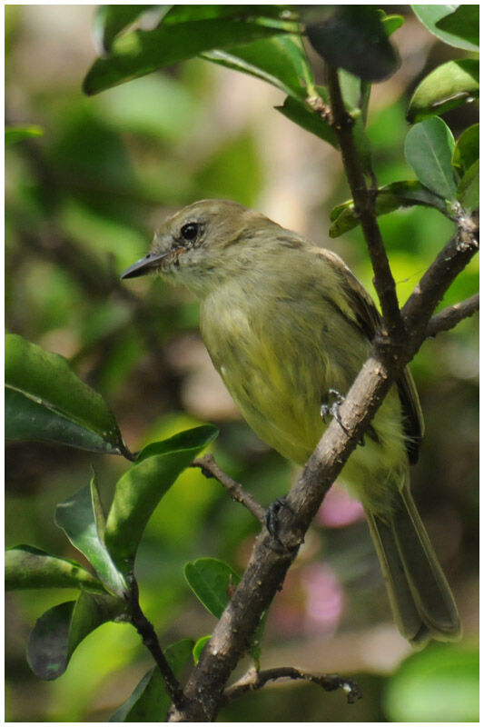 Southern Mouse-colored Tyrannuletadult