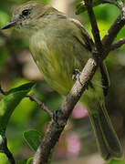 Mouse-colored Tyrannulet