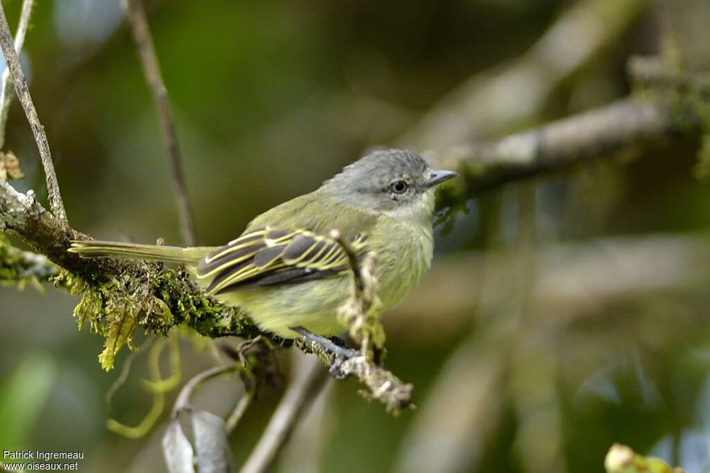 Tyranneau vifadulte, identification