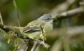 Guianan Tyrannulet