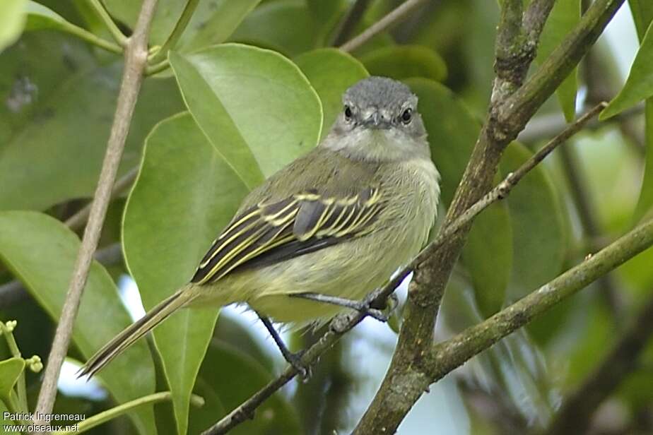 Guianan Tyrannuletadult, close-up portrait