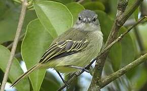 Guianan Tyrannulet