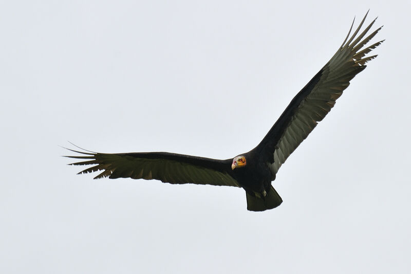 Lesser Yellow-headed Vultureadult