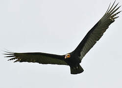 Lesser Yellow-headed Vulture