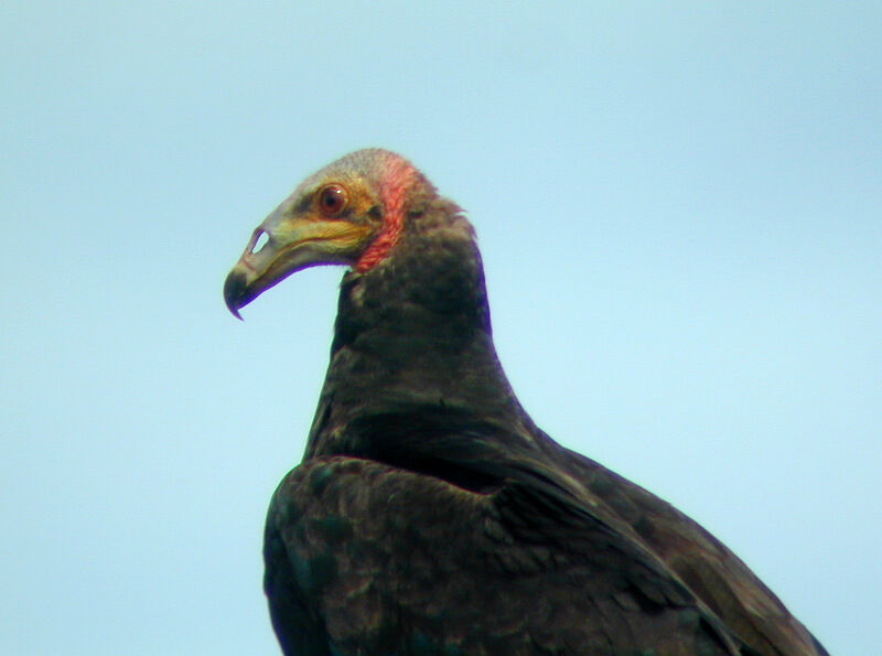 Lesser Yellow-headed Vulture