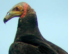 Lesser Yellow-headed Vulture