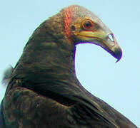 Lesser Yellow-headed Vulture