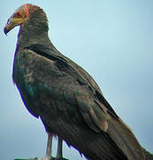 Lesser Yellow-headed Vulture