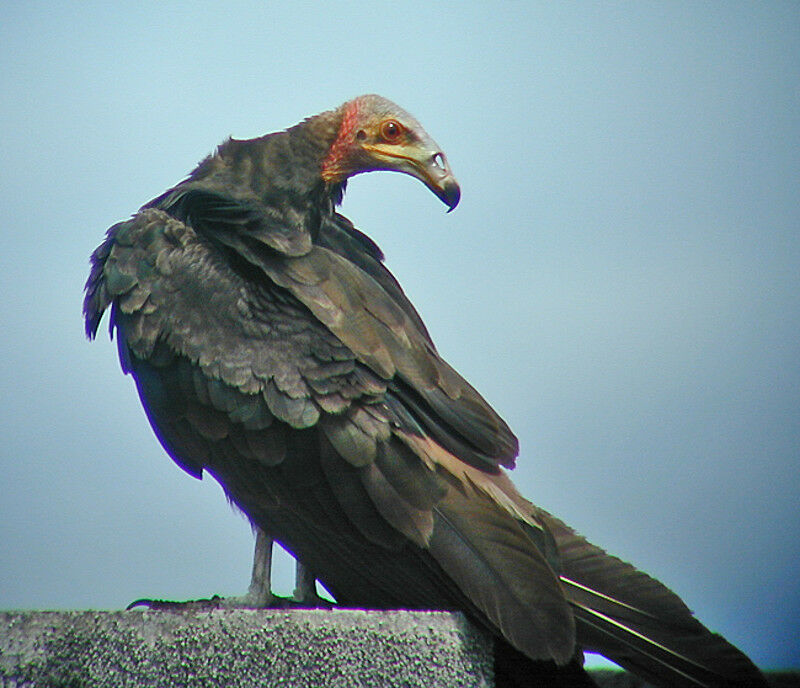 Lesser Yellow-headed Vulture