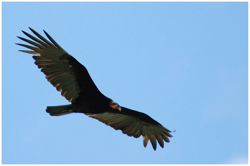 Lesser Yellow-headed Vultureadult