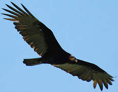 Lesser Yellow-headed Vulture