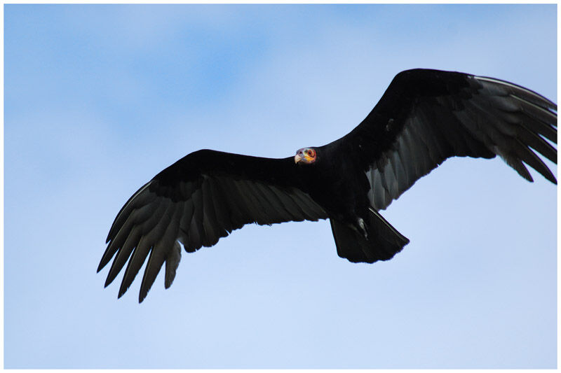 Lesser Yellow-headed Vultureadult