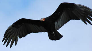 Lesser Yellow-headed Vulture