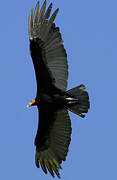 Lesser Yellow-headed Vulture