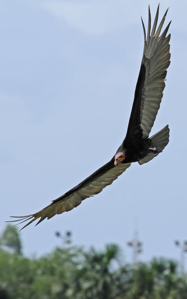 Lesser Yellow-headed Vultureadult