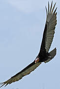 Lesser Yellow-headed Vulture