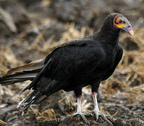 Lesser Yellow-headed Vulture