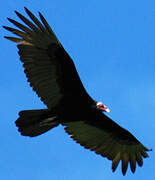 Turkey Vulture