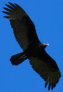 Turkey Vulture