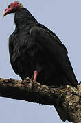 Turkey Vulture