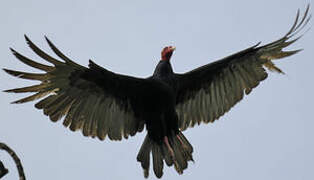 Turkey Vulture