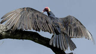 Turkey Vulture