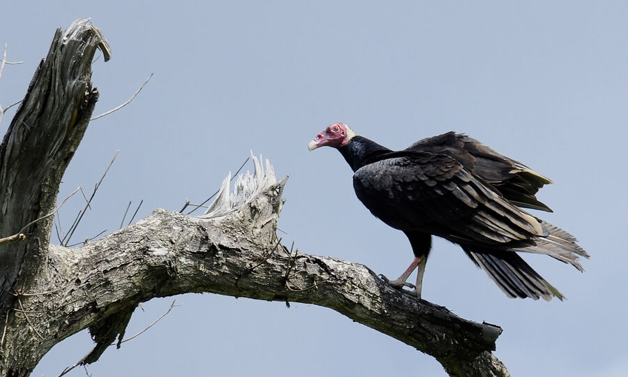 Urubu à tête rougeadulte