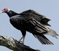 Turkey Vulture