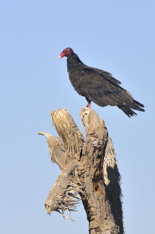 Urubu à tête rougeadulte