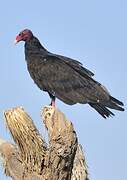 Turkey Vulture