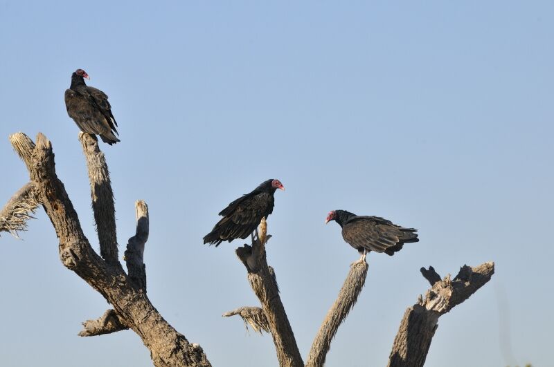 Urubu à tête rougeadulte