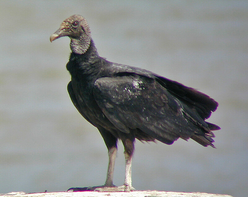 Black Vulture