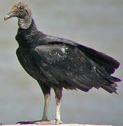 Black Vulture