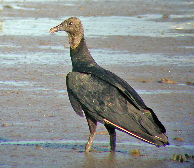 Black Vulture