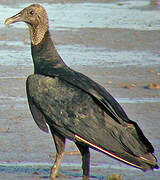 Black Vulture