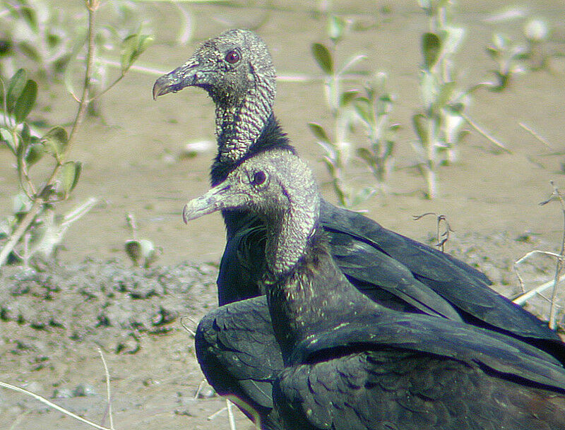 Black Vulture