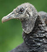 Black Vulture