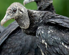 Black Vulture