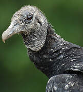 Black Vulture