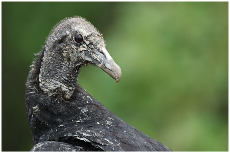 Black Vultureimmature