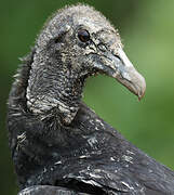 Black Vulture