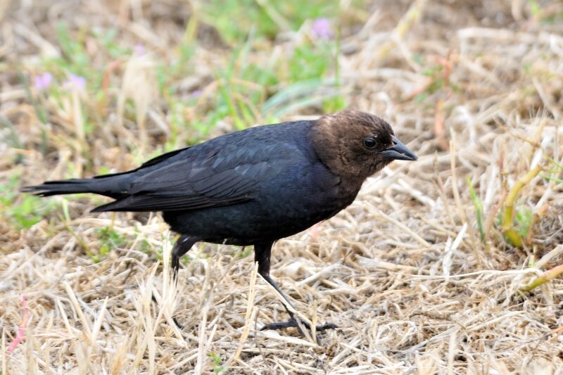 Brown-headed Cowbirdadult