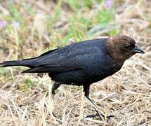 Brown-headed Cowbird