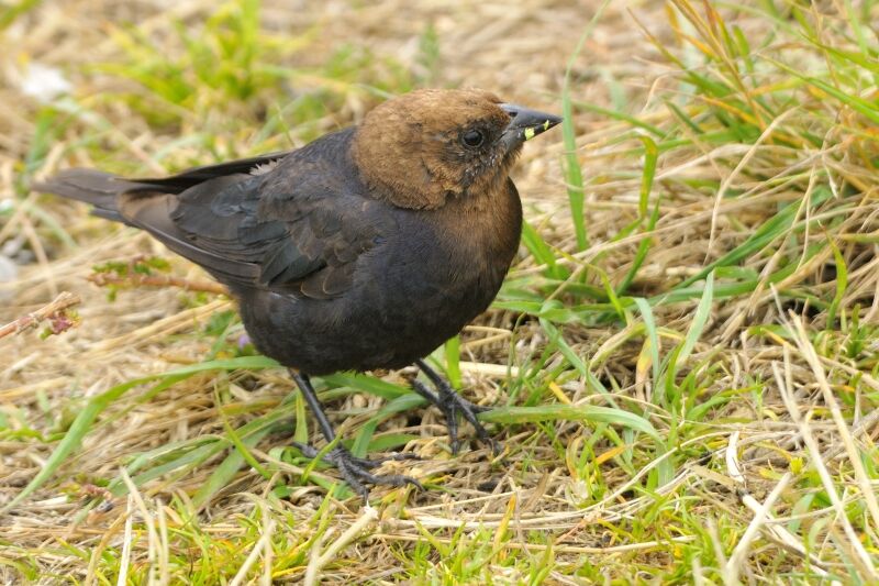 Brown-headed Cowbirdadult