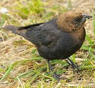 Brown-headed Cowbird